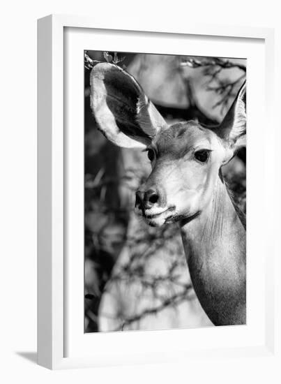 Awesome South Africa Collection B&W - Portrait of Nyala Antelope IV-Philippe Hugonnard-Framed Photographic Print