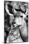 Awesome South Africa Collection B&W - Portrait of Nyala Antelope IV-Philippe Hugonnard-Mounted Photographic Print