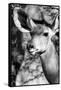 Awesome South Africa Collection B&W - Portrait of Nyala Antelope IV-Philippe Hugonnard-Framed Stretched Canvas