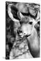 Awesome South Africa Collection B&W - Portrait of Nyala Antelope IV-Philippe Hugonnard-Stretched Canvas