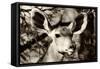 Awesome South Africa Collection B&W - Portrait of Nyala Antelope V-Philippe Hugonnard-Framed Stretched Canvas