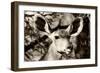 Awesome South Africa Collection B&W - Portrait of Nyala Antelope V-Philippe Hugonnard-Framed Photographic Print