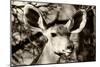 Awesome South Africa Collection B&W - Portrait of Nyala Antelope V-Philippe Hugonnard-Mounted Photographic Print