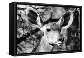 Awesome South Africa Collection B&W - Portrait of Nyala Antelope VI-Philippe Hugonnard-Framed Stretched Canvas