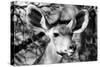 Awesome South Africa Collection B&W - Portrait of Nyala Antelope VI-Philippe Hugonnard-Stretched Canvas