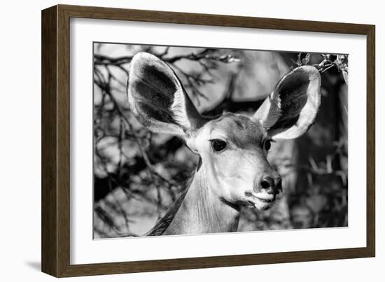 Awesome South Africa Collection B&W - Portrait of Nyala Antelope VI-Philippe Hugonnard-Framed Photographic Print