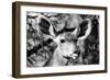 Awesome South Africa Collection B&W - Portrait of Nyala Antelope VI-Philippe Hugonnard-Framed Photographic Print