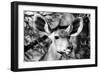 Awesome South Africa Collection B&W - Portrait of Nyala Antelope VI-Philippe Hugonnard-Framed Photographic Print