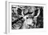 Awesome South Africa Collection B&W - Portrait of Nyala Antelope VI-Philippe Hugonnard-Framed Photographic Print