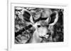 Awesome South Africa Collection B&W - Portrait of Nyala Antelope VI-Philippe Hugonnard-Framed Photographic Print