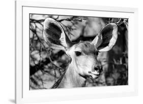 Awesome South Africa Collection B&W - Portrait of Nyala Antelope VI-Philippe Hugonnard-Framed Photographic Print