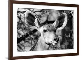 Awesome South Africa Collection B&W - Portrait of Nyala Antelope VI-Philippe Hugonnard-Framed Photographic Print