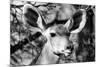 Awesome South Africa Collection B&W - Portrait of Nyala Antelope VI-Philippe Hugonnard-Mounted Photographic Print