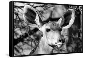 Awesome South Africa Collection B&W - Portrait of Nyala Antelope VI-Philippe Hugonnard-Framed Stretched Canvas