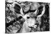 Awesome South Africa Collection B&W - Portrait of Nyala Antelope VI-Philippe Hugonnard-Stretched Canvas