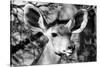 Awesome South Africa Collection B&W - Portrait of Nyala Antelope VI-Philippe Hugonnard-Stretched Canvas