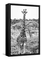 Awesome South Africa Collection B&W - Portrait of Two Giraffes I-Philippe Hugonnard-Framed Stretched Canvas