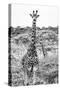 Awesome South Africa Collection B&W - Portrait of Two Giraffes I-Philippe Hugonnard-Stretched Canvas