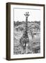 Awesome South Africa Collection B&W - Portrait of Two Giraffes I-Philippe Hugonnard-Framed Photographic Print