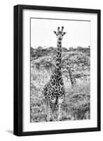 Awesome South Africa Collection B&W - Portrait of Two Giraffes I-Philippe Hugonnard-Framed Photographic Print