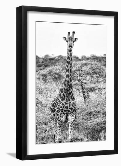 Awesome South Africa Collection B&W - Portrait of Two Giraffes I-Philippe Hugonnard-Framed Photographic Print