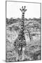 Awesome South Africa Collection B&W - Portrait of Two Giraffes I-Philippe Hugonnard-Mounted Photographic Print
