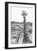 Awesome South Africa Collection B&W - Portrait of Two Giraffes II-Philippe Hugonnard-Framed Photographic Print