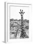 Awesome South Africa Collection B&W - Portrait of Two Giraffes II-Philippe Hugonnard-Framed Photographic Print