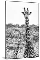 Awesome South Africa Collection B&W - Portrait of Two Giraffes II-Philippe Hugonnard-Mounted Photographic Print