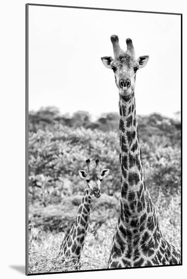 Awesome South Africa Collection B&W - Portrait of Two Giraffes II-Philippe Hugonnard-Mounted Photographic Print