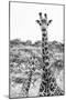 Awesome South Africa Collection B&W - Portrait of Two Giraffes II-Philippe Hugonnard-Mounted Photographic Print