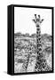 Awesome South Africa Collection B&W - Portrait of Two Giraffes II-Philippe Hugonnard-Framed Stretched Canvas