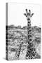 Awesome South Africa Collection B&W - Portrait of Two Giraffes II-Philippe Hugonnard-Stretched Canvas