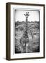 Awesome South Africa Collection B&W - Portrait of Two Giraffes-Philippe Hugonnard-Framed Photographic Print