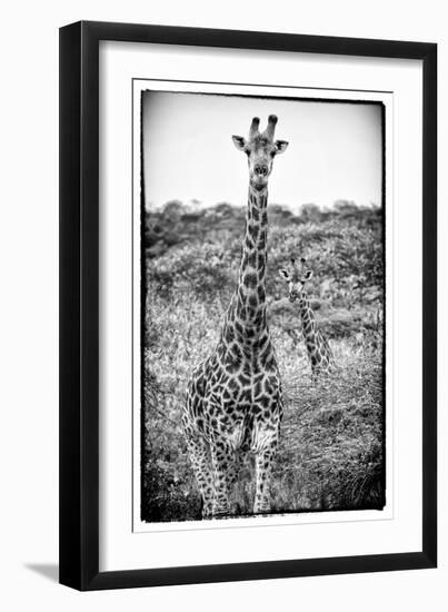 Awesome South Africa Collection B&W - Portrait of Two Giraffes-Philippe Hugonnard-Framed Photographic Print