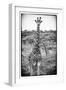 Awesome South Africa Collection B&W - Portrait of Two Giraffes-Philippe Hugonnard-Framed Photographic Print