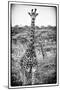 Awesome South Africa Collection B&W - Portrait of Two Giraffes-Philippe Hugonnard-Mounted Photographic Print