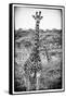 Awesome South Africa Collection B&W - Portrait of Two Giraffes-Philippe Hugonnard-Framed Stretched Canvas