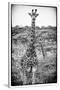 Awesome South Africa Collection B&W - Portrait of Two Giraffes-Philippe Hugonnard-Stretched Canvas