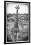 Awesome South Africa Collection B&W - Portrait of Two Giraffes-Philippe Hugonnard-Framed Photographic Print