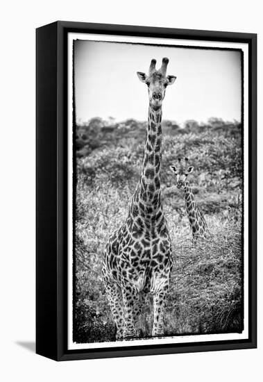 Awesome South Africa Collection B&W - Portrait of Two Giraffes-Philippe Hugonnard-Framed Stretched Canvas