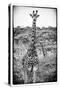 Awesome South Africa Collection B&W - Portrait of Two Giraffes-Philippe Hugonnard-Stretched Canvas