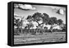 Awesome South Africa Collection B&W - Savanna Trees-Philippe Hugonnard-Framed Stretched Canvas