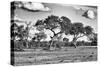 Awesome South Africa Collection B&W - Savanna Trees-Philippe Hugonnard-Stretched Canvas