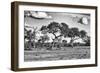 Awesome South Africa Collection B&W - Savanna Trees-Philippe Hugonnard-Framed Photographic Print