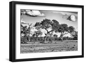 Awesome South Africa Collection B&W - Savanna Trees-Philippe Hugonnard-Framed Photographic Print