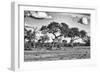 Awesome South Africa Collection B&W - Savanna Trees-Philippe Hugonnard-Framed Photographic Print