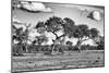 Awesome South Africa Collection B&W - Savanna Trees-Philippe Hugonnard-Mounted Photographic Print