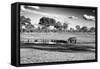 Awesome South Africa Collection B&W - Savannah View with one Black Rhino-Philippe Hugonnard-Framed Stretched Canvas