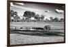 Awesome South Africa Collection B&W - Savannah View with one Black Rhino-Philippe Hugonnard-Framed Photographic Print